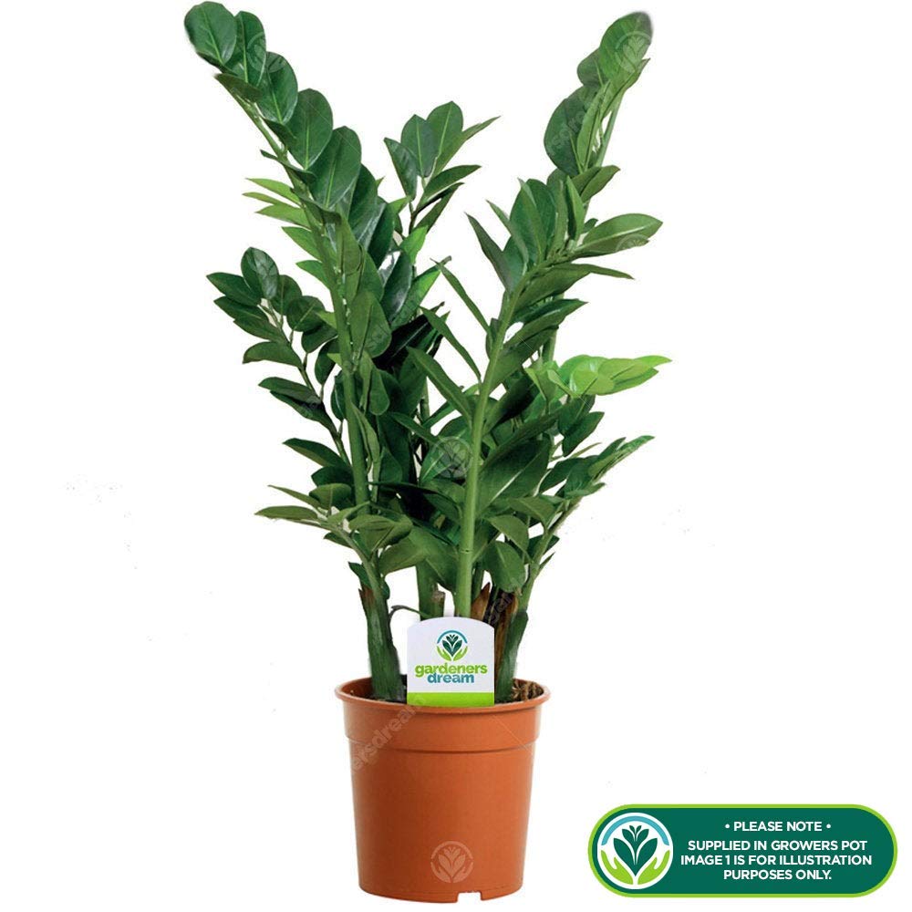 Zamioculca Zamiifolia Indoor Plant - Decorative House Tree 1 x 13cm Potted Plant